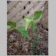 Jack in the pulpit