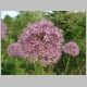 Purple allium